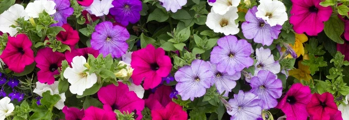Buntes Blumenbeet mit Petunien
